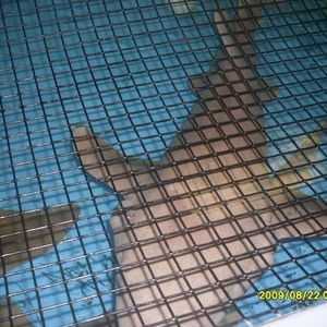 Meet your Posher, Paula